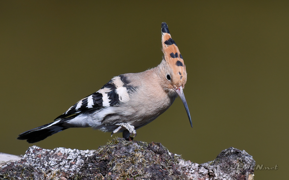 Eurasian hoopoe (Upupa epops)